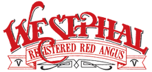 Welcome to Westphal Red Angus