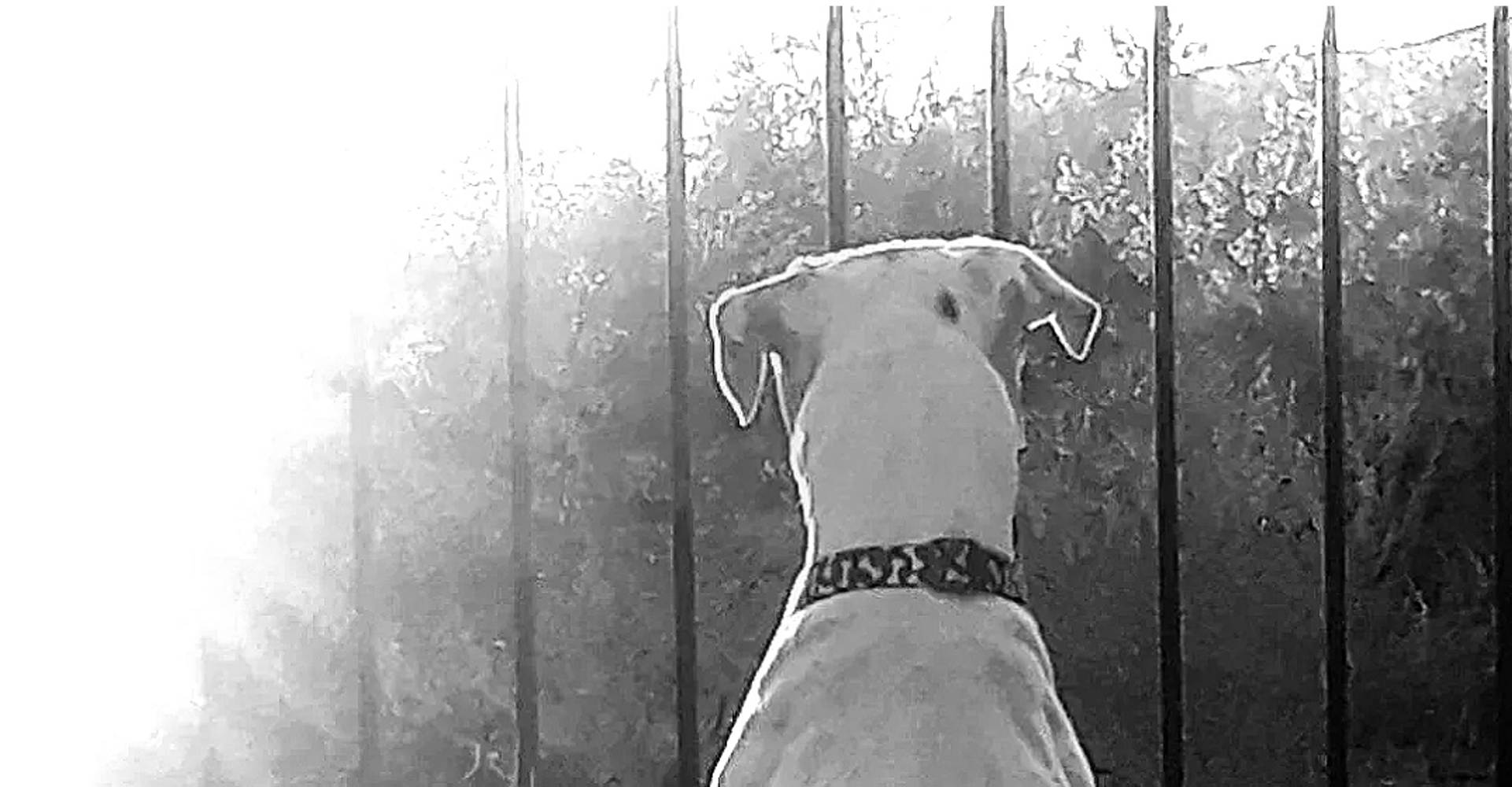 sunrise with a white dog wearing a collar looking thru a fence