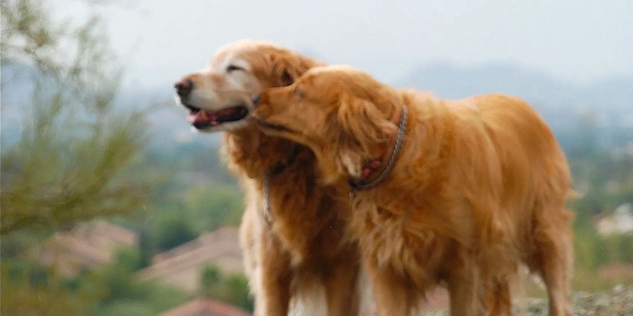 Two Golden Retrievers in the  mountains kissing.