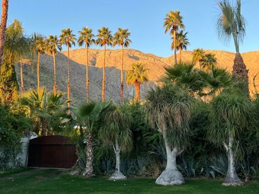large outdoor event space with palm trees and pony tail palms and orange mountains glowing