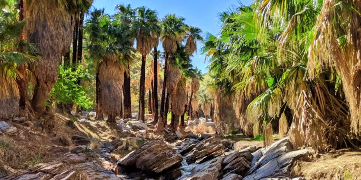 Palm Springs Indian Canyons stream, rocks, and palm trees on a hiking trail. 