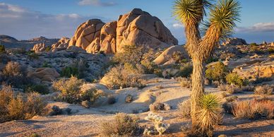 Desert landscape with rocky hills and a Joshua tree under a blue sky.
