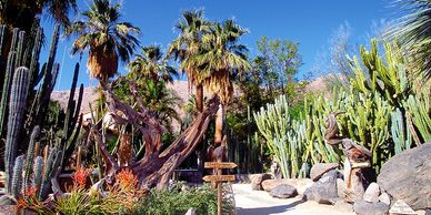A vibrant desert garden with palm trees, cacti, and a clear blue sky.