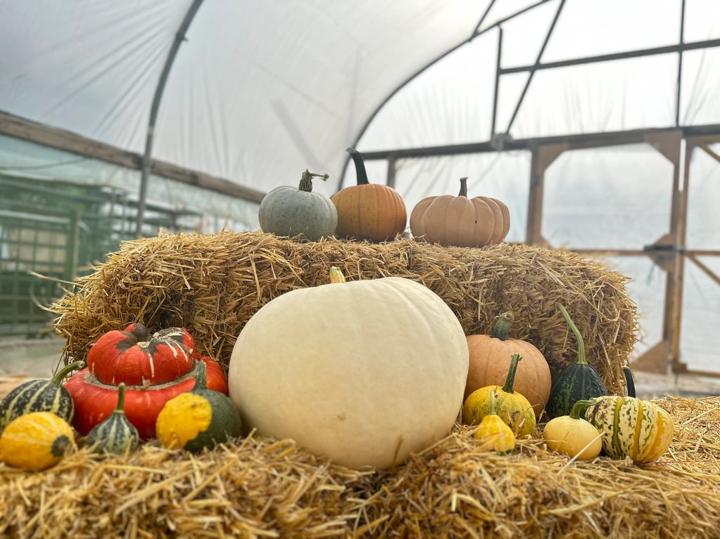 Choose your very own pumpkin to decorate 