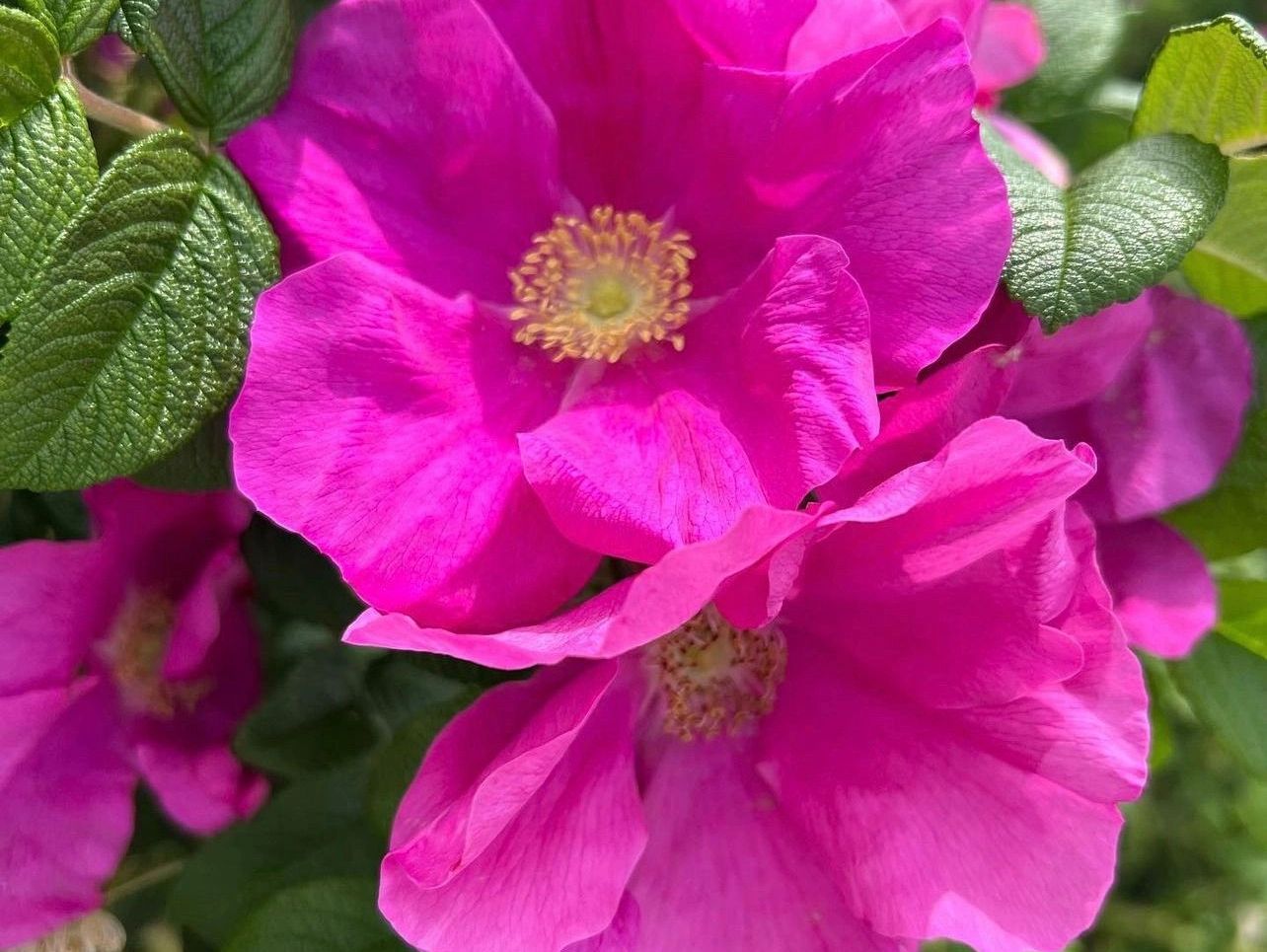 This is a photo of beach roses to depict the Maine beach area that we are located in.