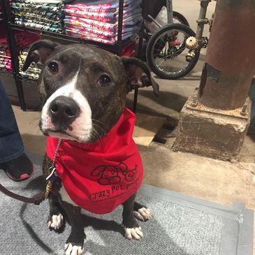 a happy dog wearing a crazy pet people bandana