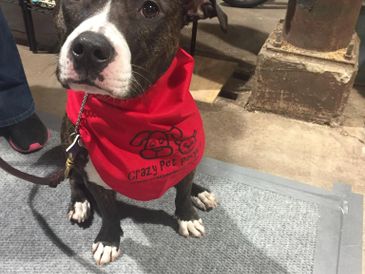 a happy dog wearing a crazy pet people bandana