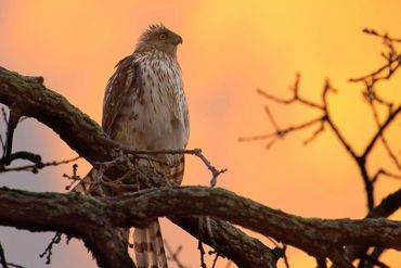 Bird perched on a branch during sunset.