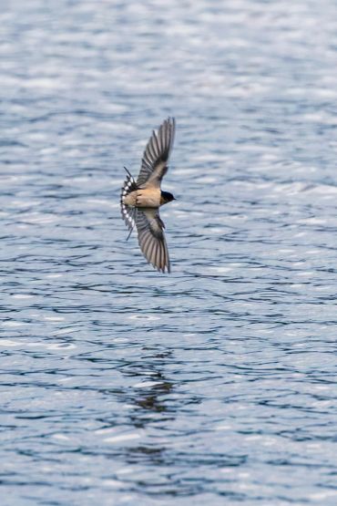 Bird flying over the water.