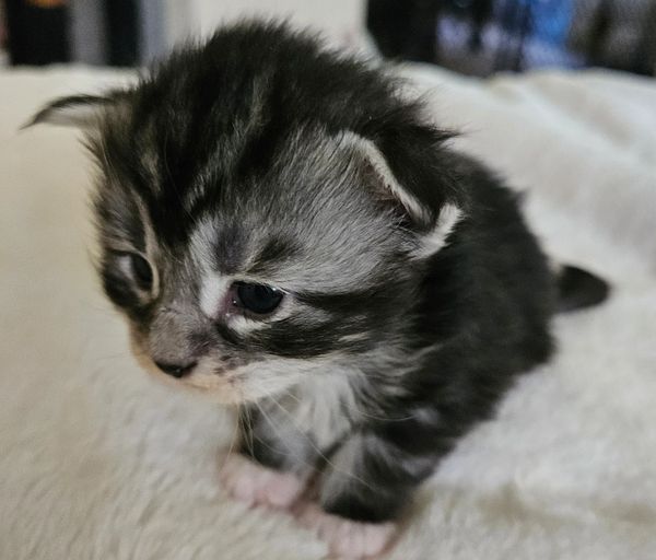 Tabby Boy, Extra sweet
almost three weeks
Available
Go to kitten application if interested. 