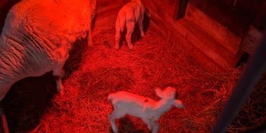 Set of twins we had, doing marvelous, white dorper...