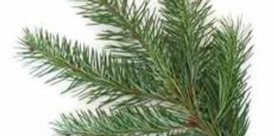 This Or That?: Douglas Fir, Fir Needle, Silver Fir and Fir Balsam