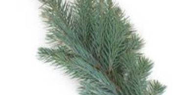 Freshly Cut Evergreen Branches, Douglas Fir — WESTWOOD COLOR