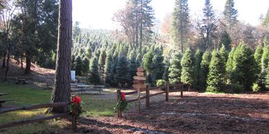A picture showing living christmas trees on a hillside