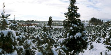 A photos showing snow covered trees.