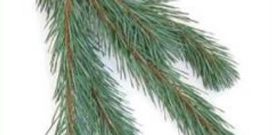 Freshly Cut Evergreen Branches, Douglas Fir — WESTWOOD COLOR