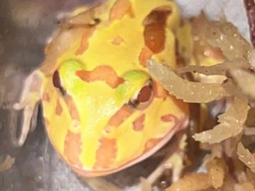 Pac-Man Frog-Albino CB for sale in Canada online by Exotica Totem