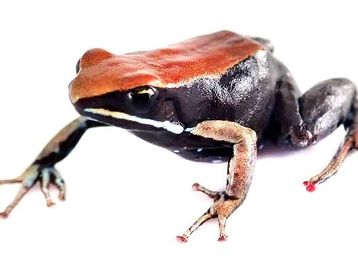 Bronze Mantella - Betsieo frog for sale