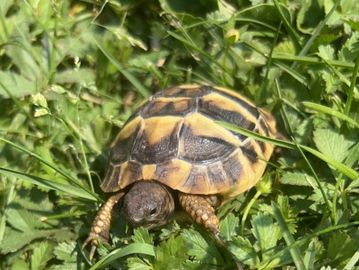 Hermann's Tortoise CB for sale in Canada online by Exotica Totem