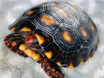 Baby Cherry head tortoise for sale Canada