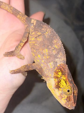 Elephant Ear Chameleon for sale Canada online