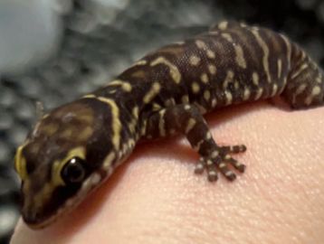Velvet gecko - Oedura Coggeri - reptiles sales online Canada