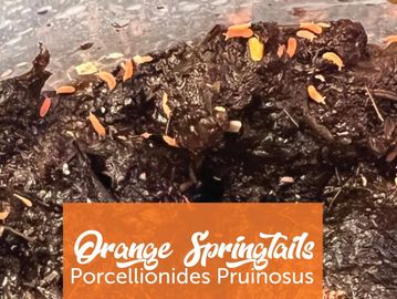 Orange Springtails for sale online Canada by Exotica Totem