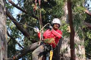 Arborist Tree Services