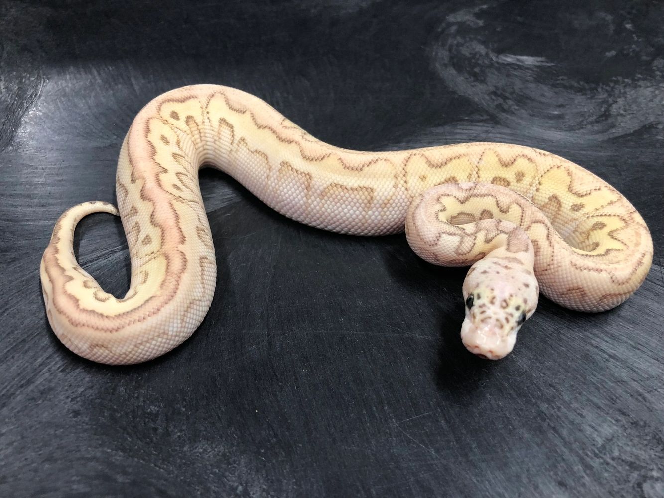 Pastel Spotnose Lesser Clown