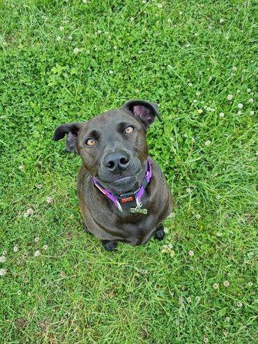 Labrador, Boston terrier mix on a walk in the field