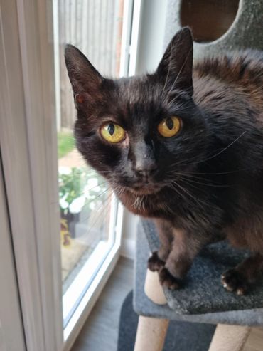 Black cat on a scratching post during a cat drop in visit 