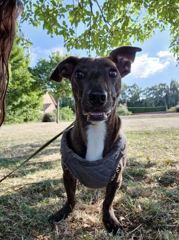 Dachshund Boston terrier cross on a dog walk