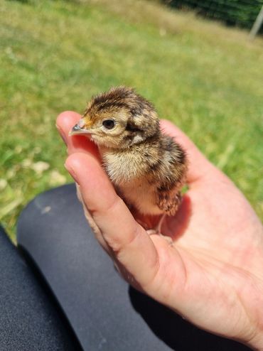 1 week old pheasant chick 
