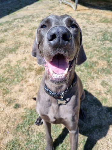 Weimaraner  looking at the camera with a smiling face during a dog sitting visit