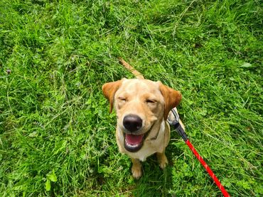 Happy  Labrador sun face whilst on a dog walk