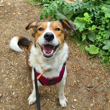 Shepherd mix on a dog walk 