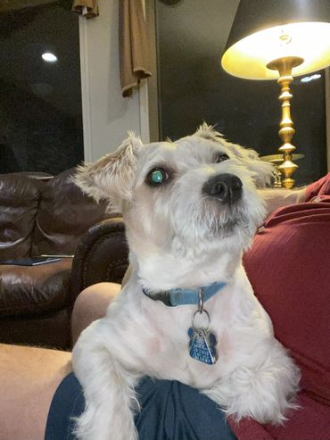 Small white dog with a blue collar sitting on a person's lap indoors.