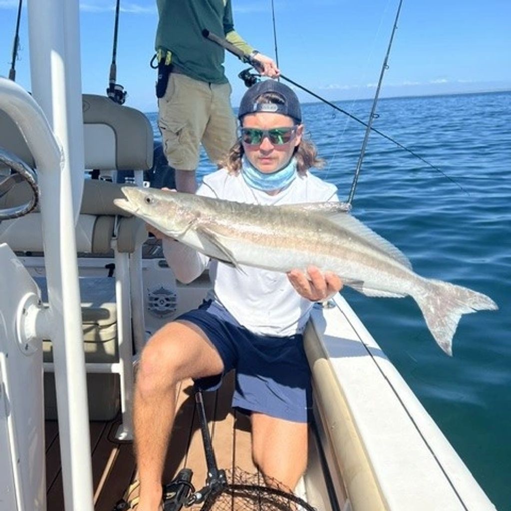 Cobia caught at a nearshore reef.