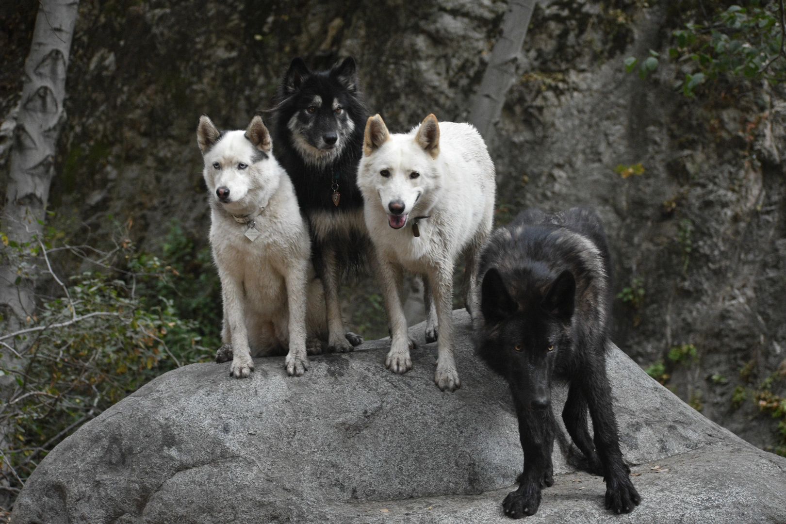 black wolf puppies