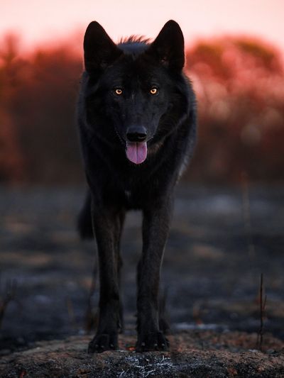 What is a Wolfdog?