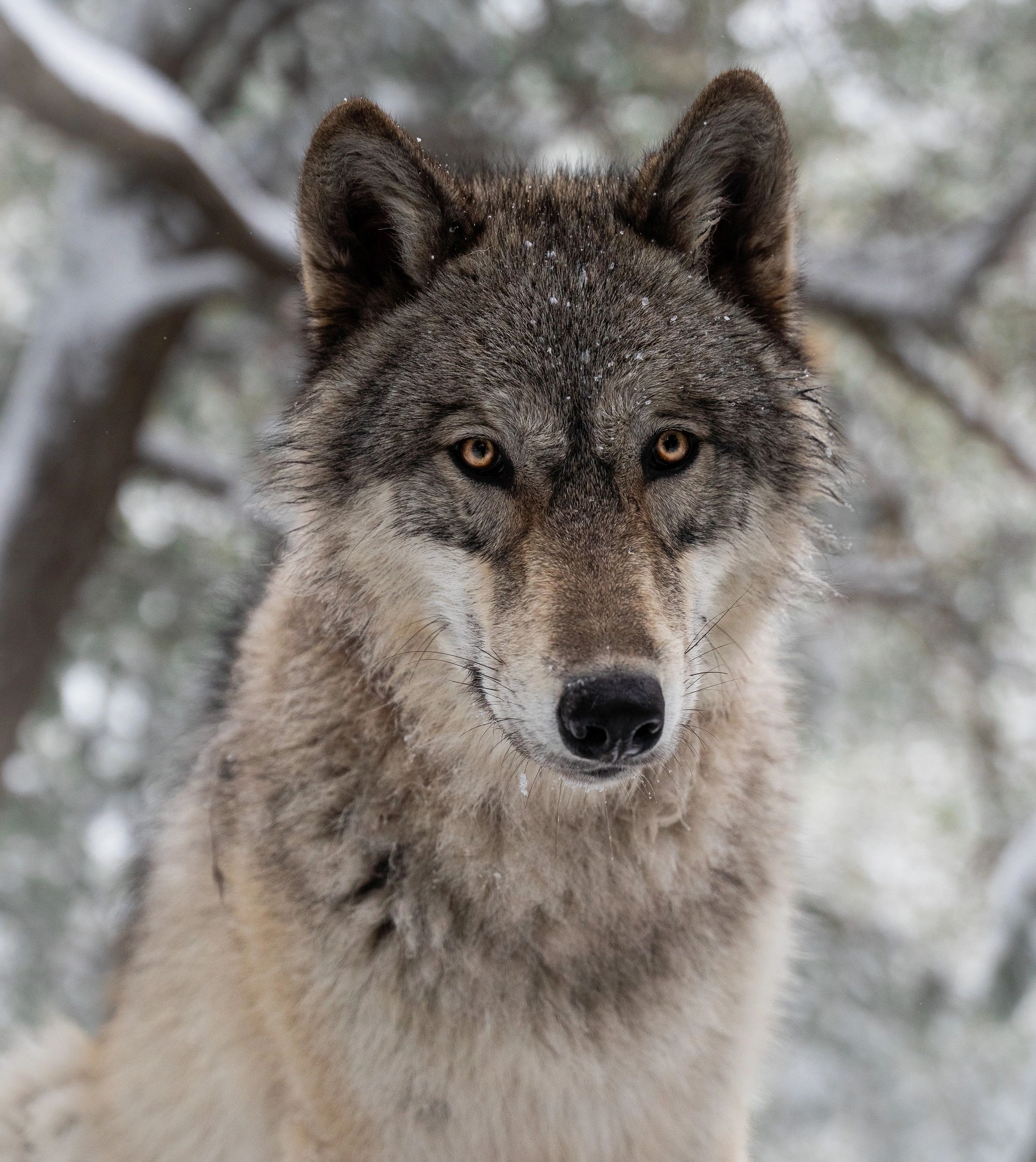 Are Wolfdogs Legal In Bc