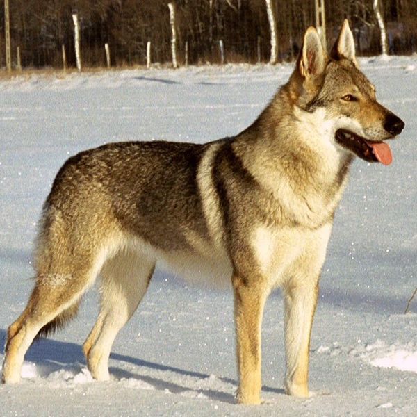Breeds" of Wolfdogs