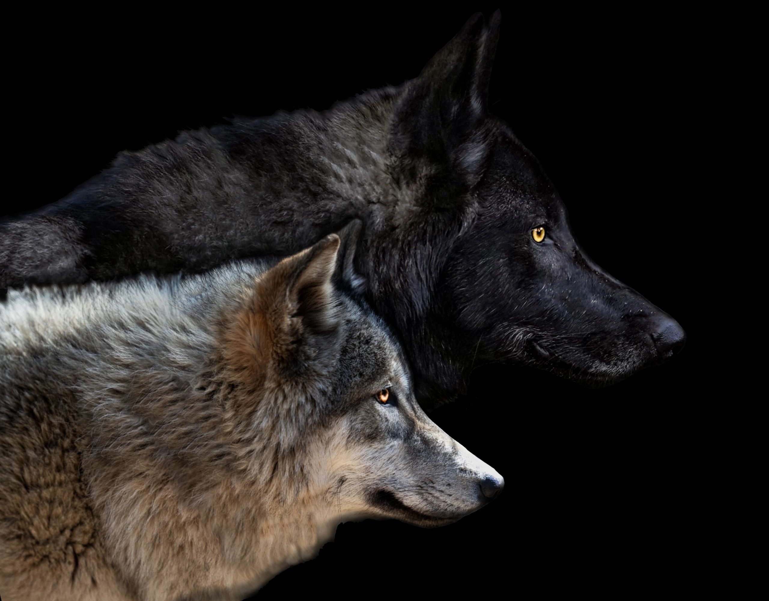 black wolf dog