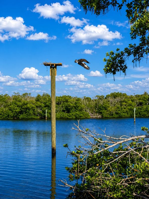 An osprey flying near its nest platform over a calm water body.