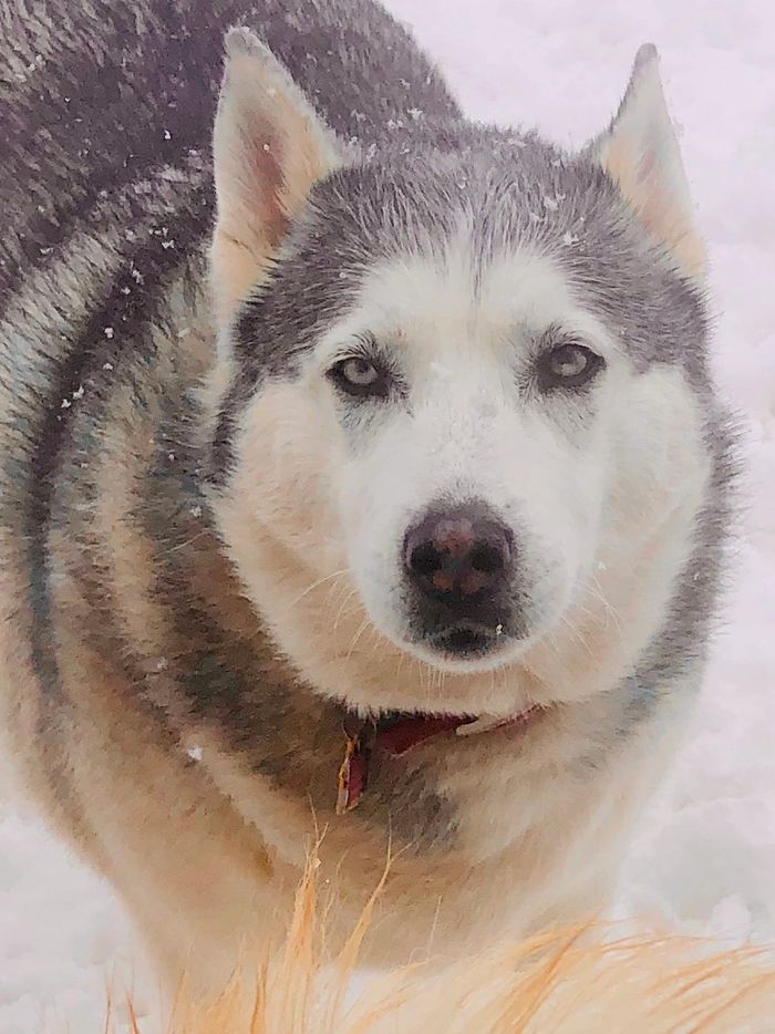  “Luna” the Queen, who inspired us to help  Siberian huskies and other large breed dogs in danger of