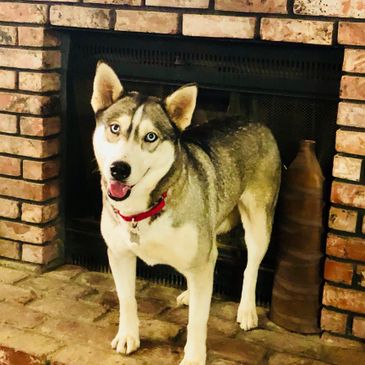 Siberian Husky on the mantle