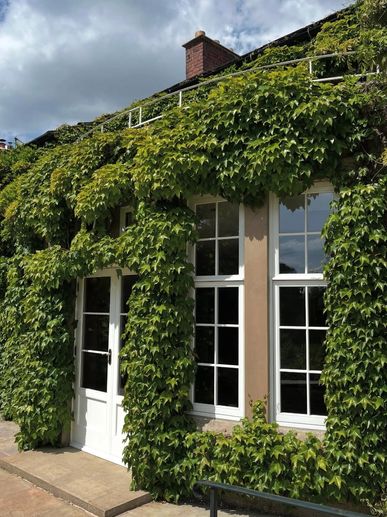 A house facade covered in lush green ivy around windows and door.
