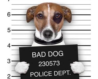 Lufkin American Bail Bonds Dog Muglshot