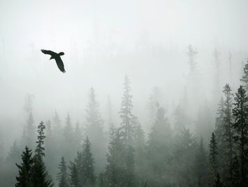A bird flying over a misty forest with tall pine trees.