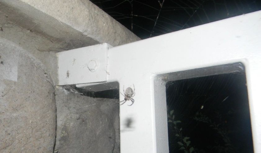 symbol used for the New Orleans 'Saints' symbol used for the New Orleans 'Saints'